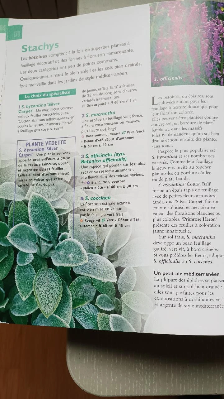 Um jardim sem preocupações – photo 7
